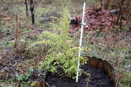 Lemon and Lime 2 ligustrum sin lemon romi 21 déc 2012 002.jpg