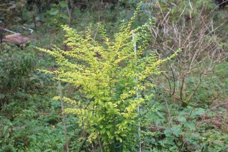 Lemon and Lime 6 ligustrum lemon romi 6 oct 2013 001.jpg
