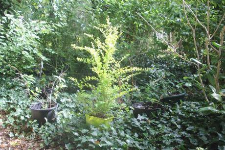 Lemon and Lime 1 ligustrum lemon sept 2012 004.jpg