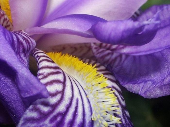 Iris violet # Purple iris
