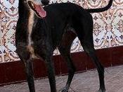 Negra galga noire l'adoption chez chiens galgos