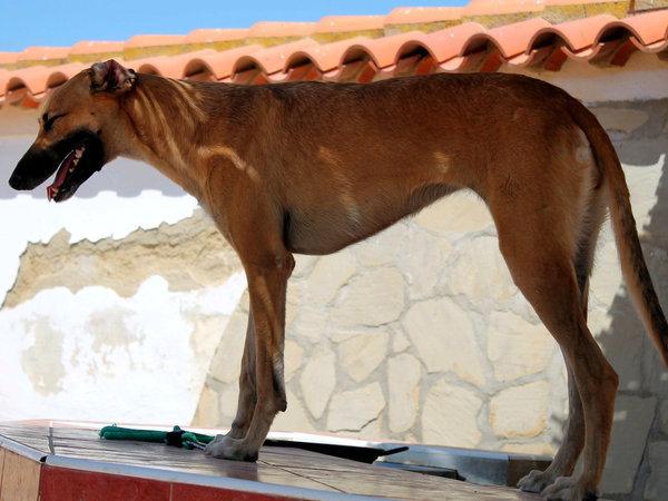 Marjorie galga 2 ans a l'adoption chez sos chiens galgos