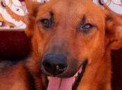 Cherry jeune galga croisée