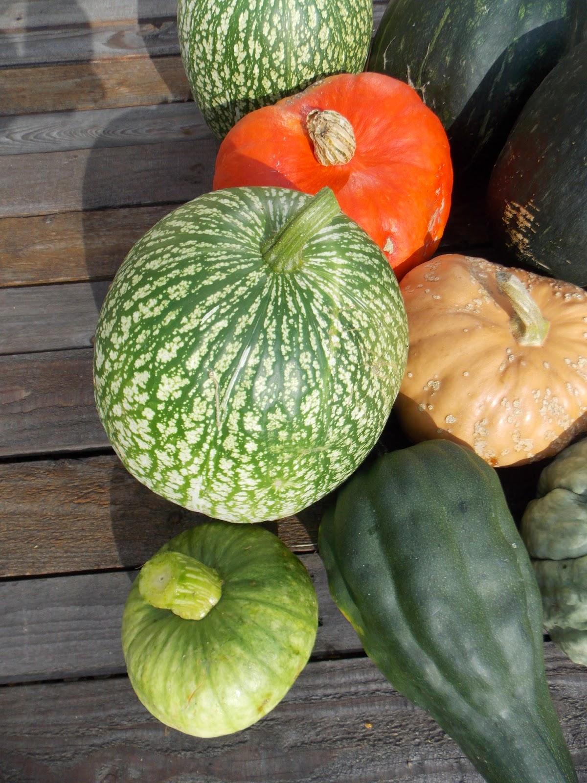Courges d'été à découvrir