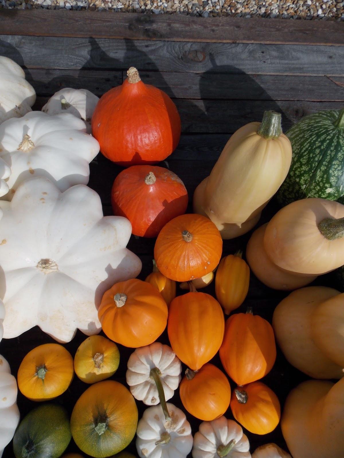 La récolte 2014 des courges a été bonne !