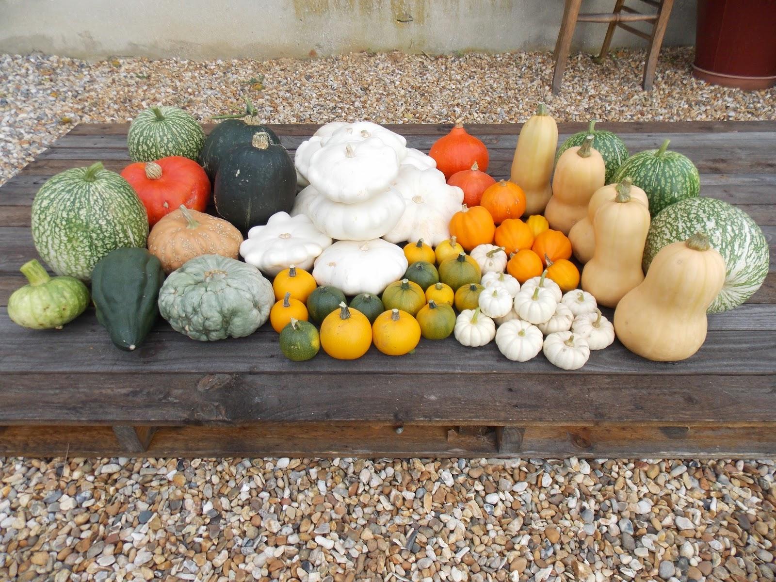 La récolte 2014 des courges a été bonne !