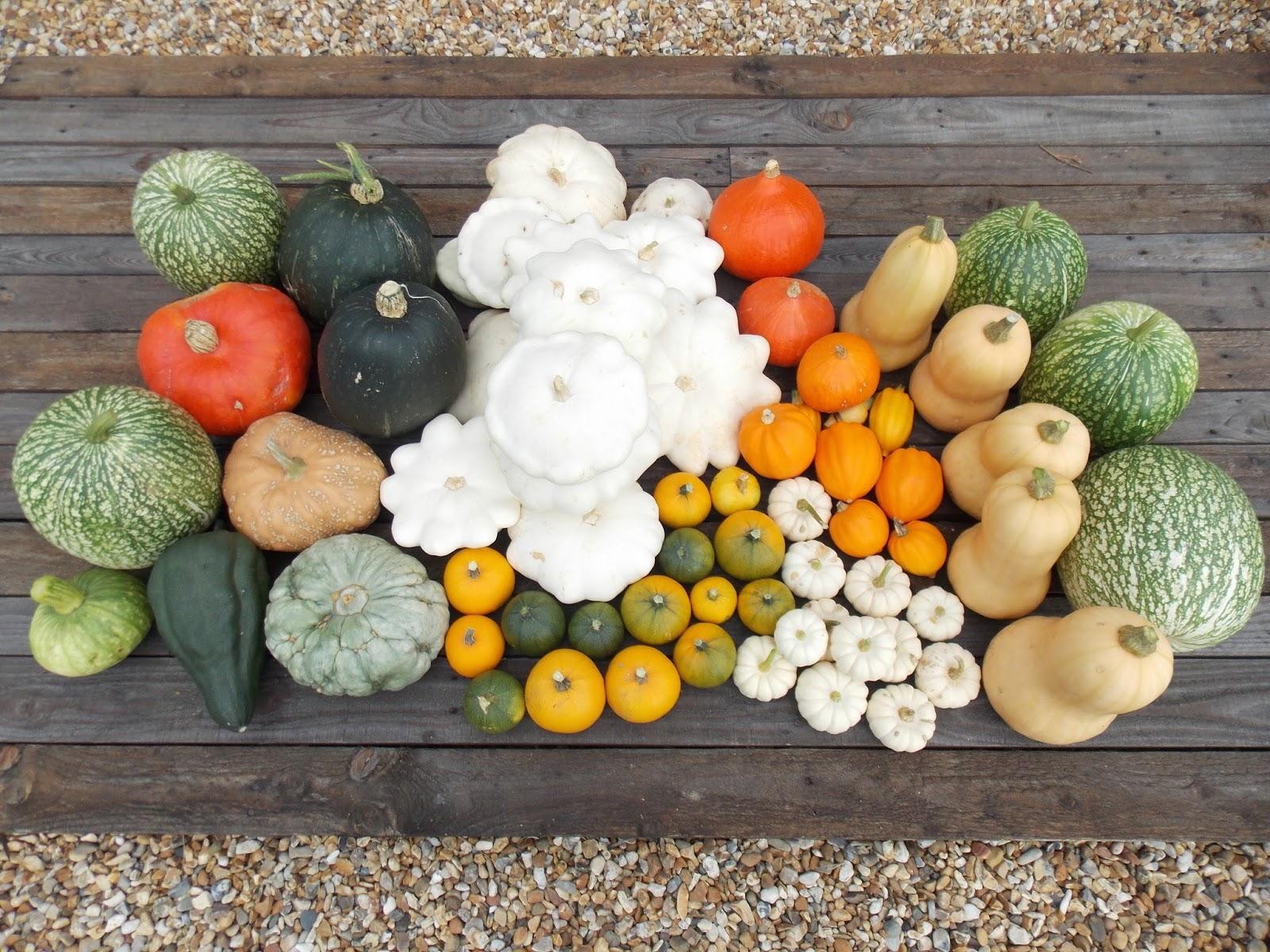 La récolte 2014 des courges a été bonne !