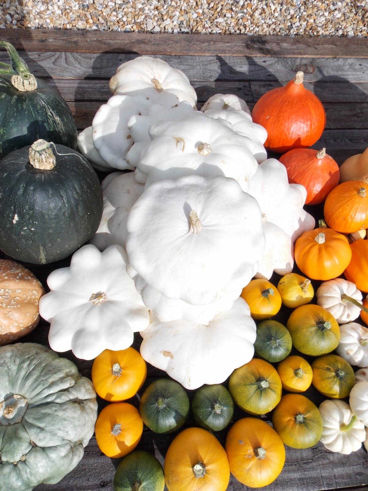La récolte 2014 des courges a été bonne !