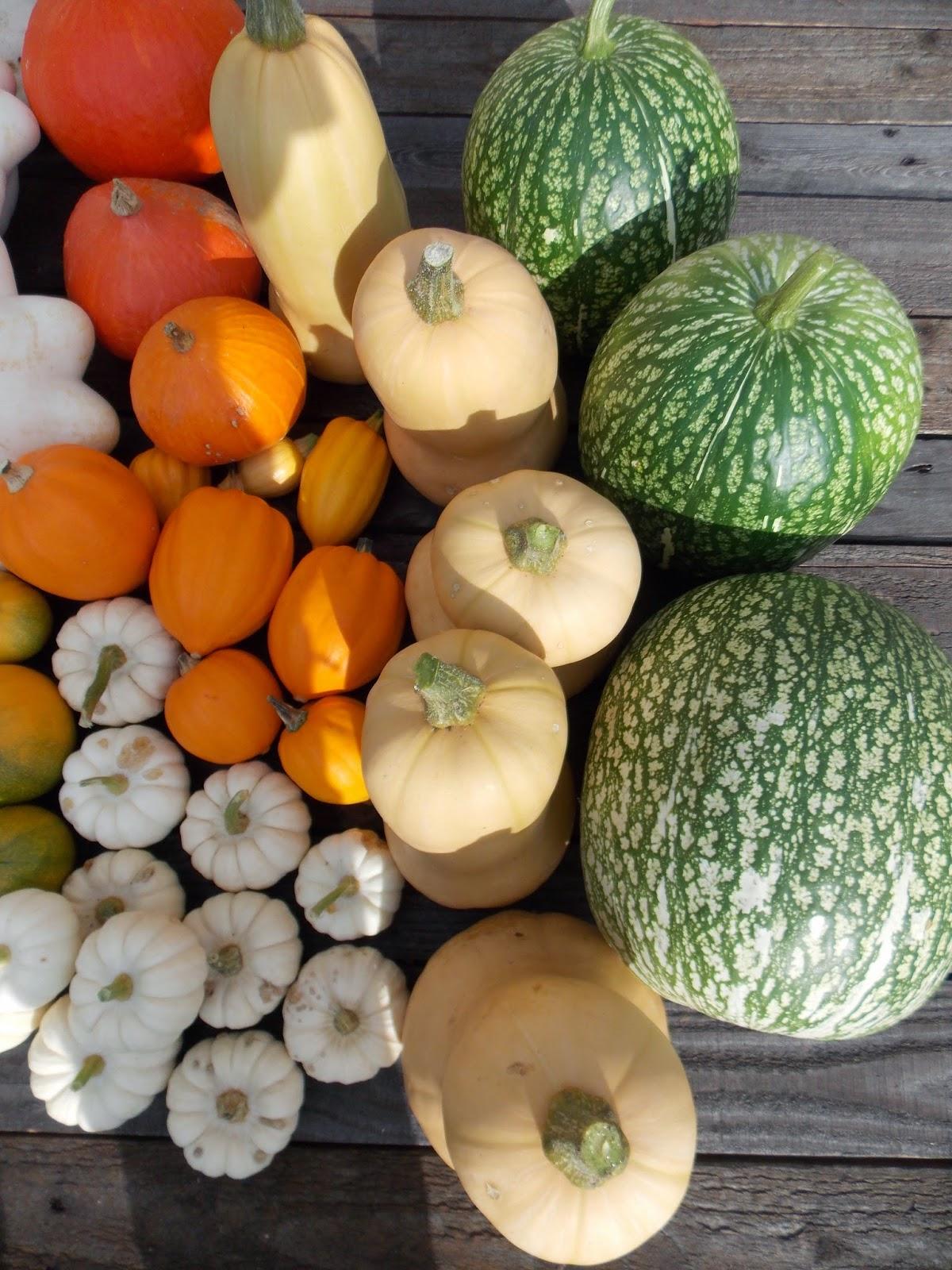 La récolte 2014 des courges a été bonne !