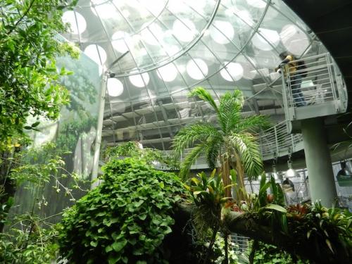 Academy-of-Sciences-rain-forest-canopy.jpg