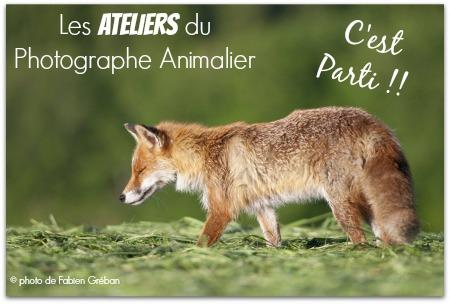 renard Fabien GREBAN les Ateliers du Photographe Animalier ... cest parti !