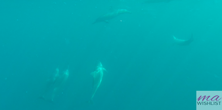 ile maurice dauphins