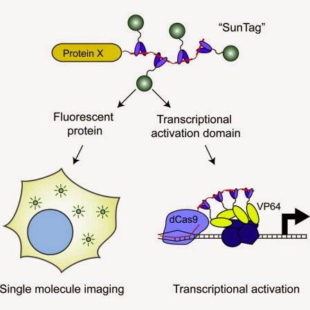 #SunTag #GFP #multimérisation #protéines Système d’étiquetage protéique pour amplification de signal dans l’expression génique et l’imagerie par fluorescence