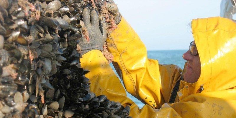 Charente-Maritime et Vendée : « calamité agricole » pour les moules