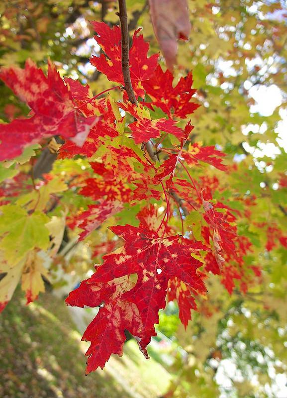 anteketborka.blogspot.com,   10x10 3