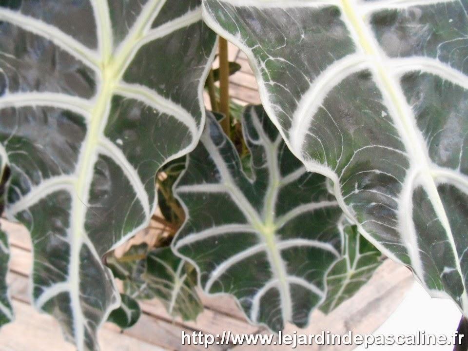 Bien choisir une plante en jardinerie