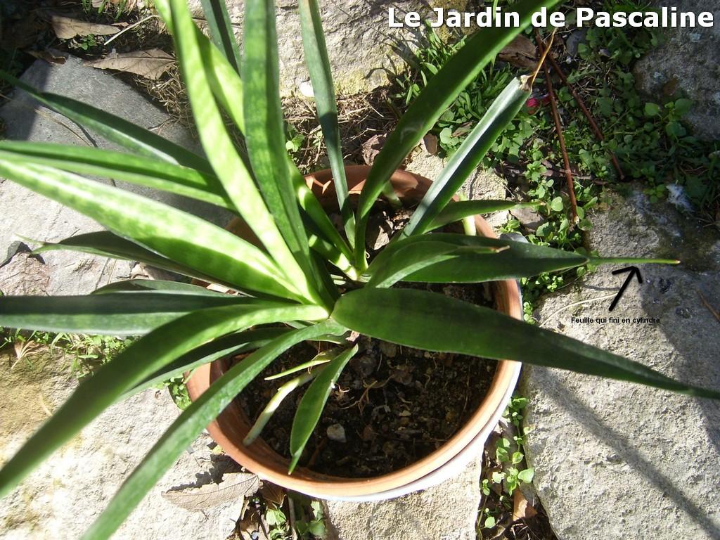 Bien choisir une plante en jardinerie