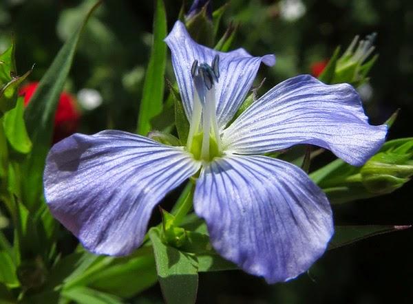 Cultivé et subspontané