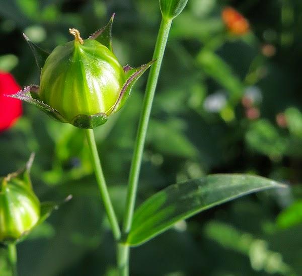 Cultivé et subspontané