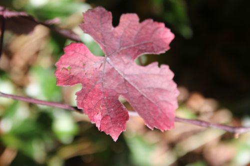 9 vitis vinifera purpurea barres 11 oct 2014 096 (3).jpg