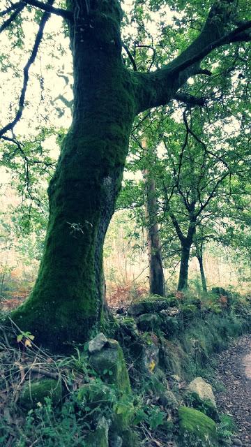 Via Lusitania, étape 11, vers Ponte de Lima en images!