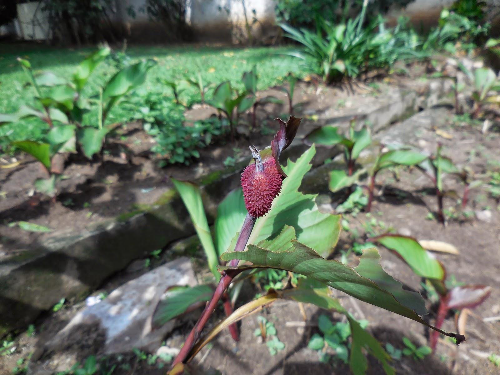 burundi : éléments du décor en 7 photos (pour continuer)