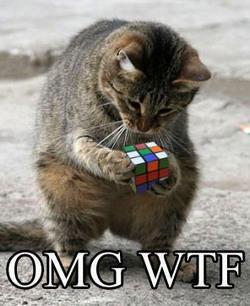 omg wtf cat