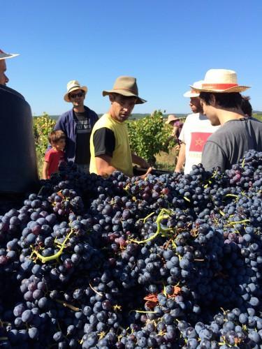 cévennes,olivier privat,renaud berthoud,mazet des crozes,la glacière,les vins des lys,uzès,duché d'uzès,le tracteur