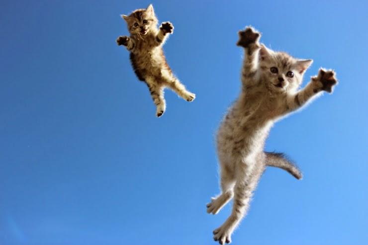 Des Chats qui sautent