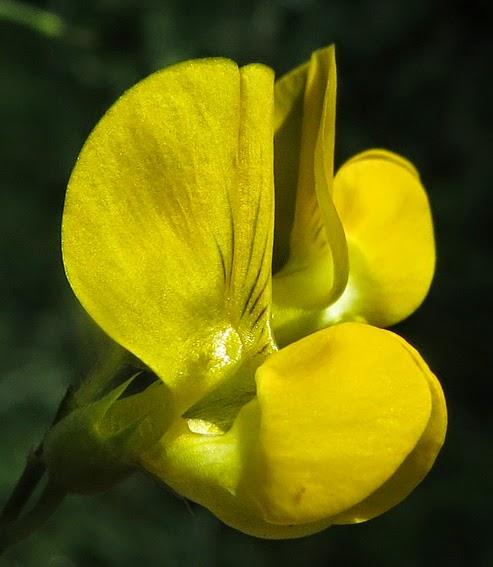 Une Gesse à fleurs jaunes