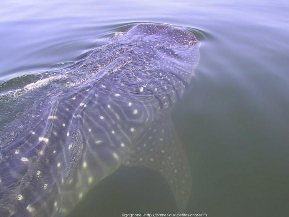 nager-avec-les-requins-baleines-mexique-10_gagaone