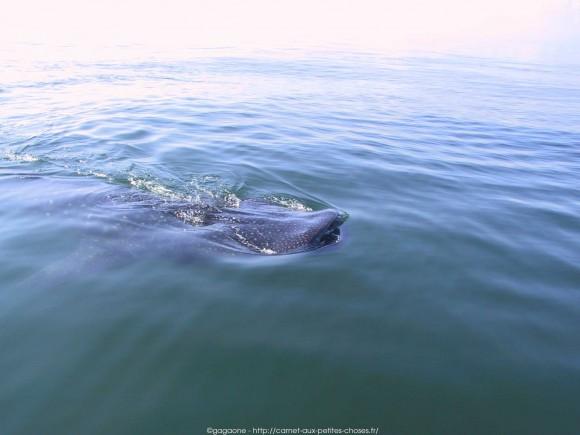 nager-avec-les-requins-baleines-mexique-5_gagaone