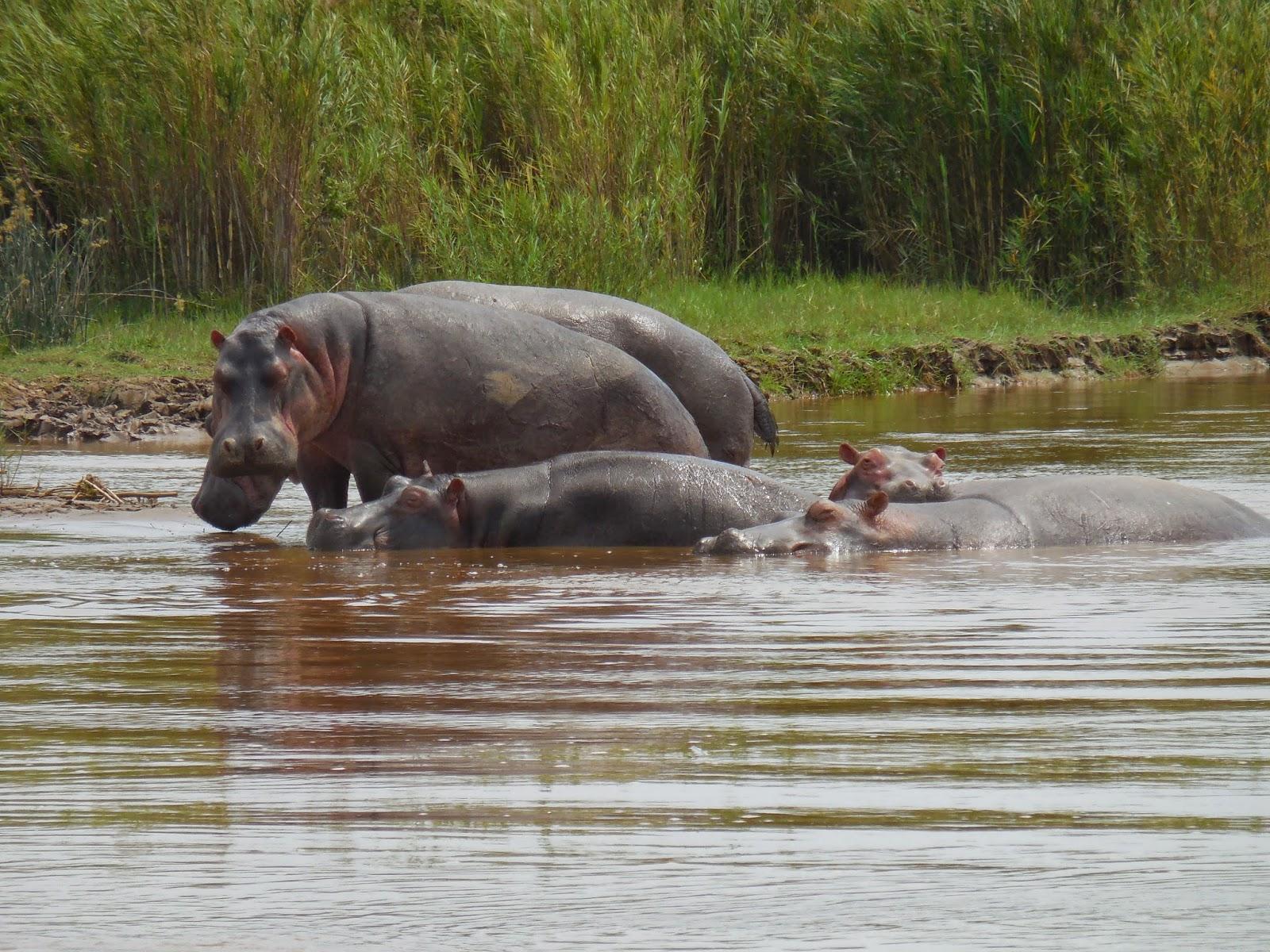 finalement... des hippopotames