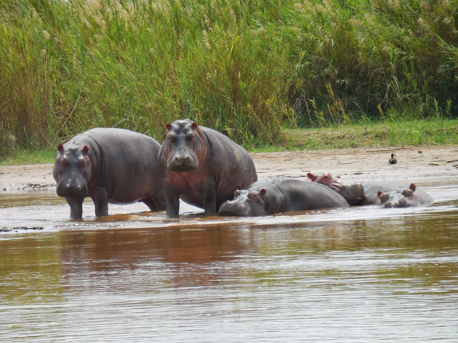 finalement... des hippopotames