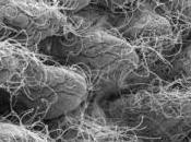 Transplantation MICROBIOTE FÉCAL: Bientôt voie orale? JAMA