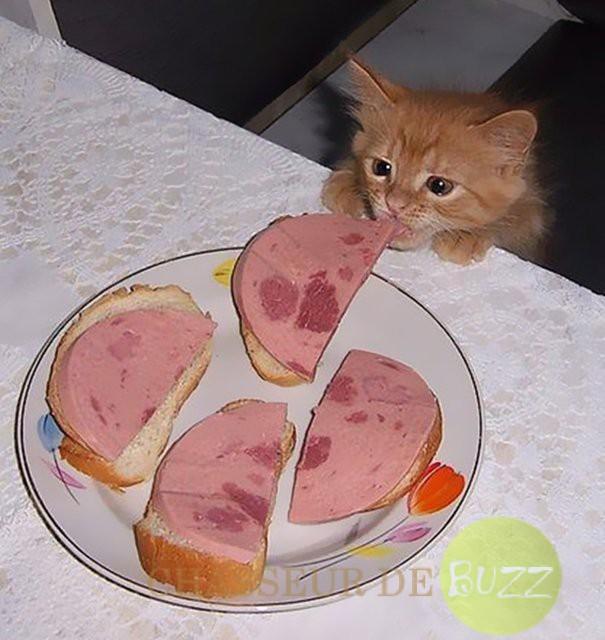 chat_gourmandise_buzz_image_insolite