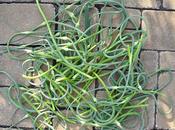 potager Eagle 2014 deuxième partie