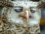 lendemains pétillent pas...(à regarder sans modération)