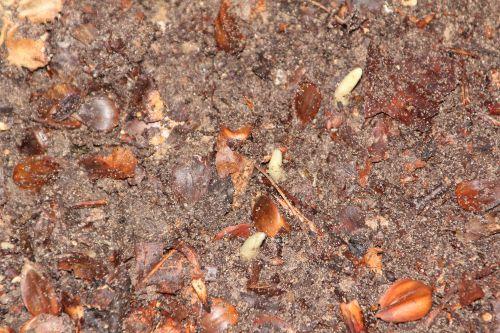 galanthus elwesii 002.jpg