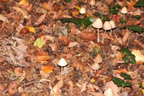 champignons 12 oct 2014 001 (1).jpg