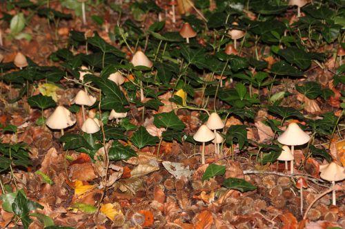 champignons 12 oct 2014 001 (2).jpg