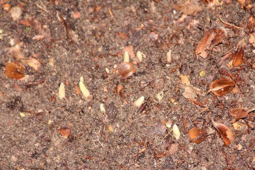 galanthus elwesii 001.jpg