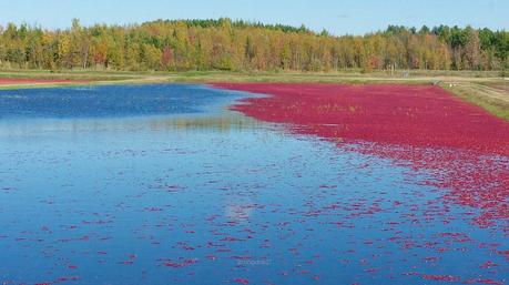 anteketborka.blogspot.com,   canneberge 1