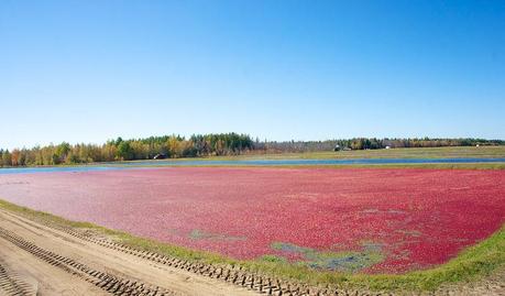 anteketborka.blogspot.com,   canneberge 8