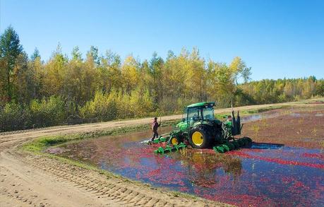 anteketborka.blogspot.com,   canneberge 15