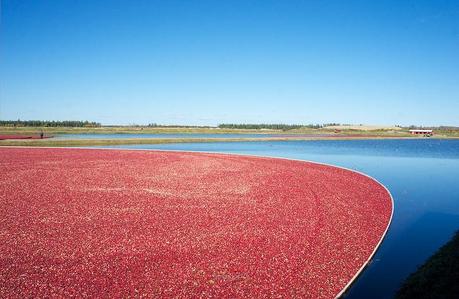 anteketborka.blogspot.com,   canneberge 5