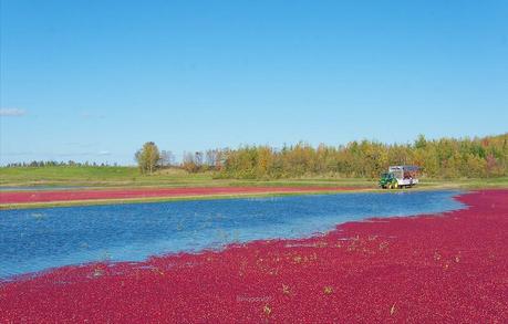 anteketborka.blogspot.com,   canneberge 13