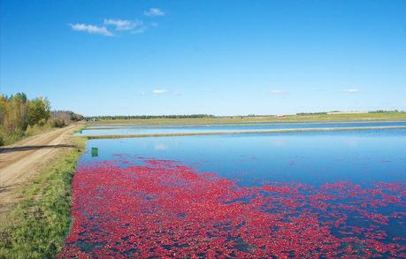 anteketborka.blogspot.com,   canneberge 14