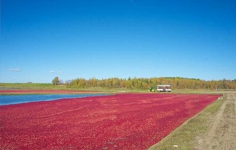 anteketborka.blogspot.com,   canneberge 10
