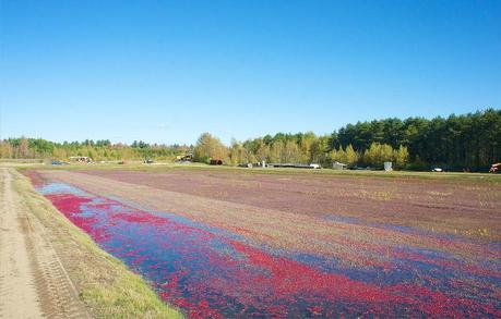 anteketborka.blogspot.com,   canneberge 11